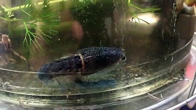 Assistez à la mue d'une crevette : impressionnant