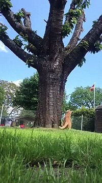 Quand un écureuil et un chat jouent à cache-cache