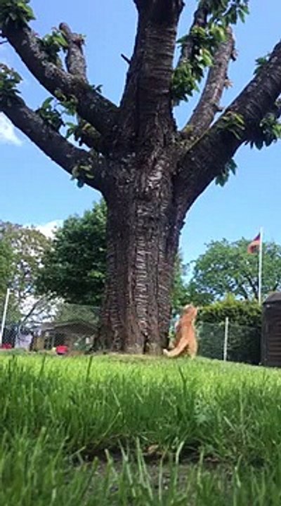 Quand un écureuil et un chat jouent à cache-cache