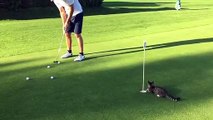 Ce chat est un très bon golfeur