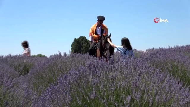 Lavanta kokulu köyde lavanta günleri başladı