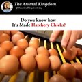 Amazing Video ! Baby Chick Hatching, Egg Hatching