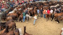 Los caballos salvajes, protagonistas en Rapa das Bestas