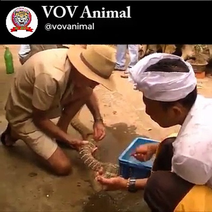 Help Giant Snake King Cobra Shedding Skin