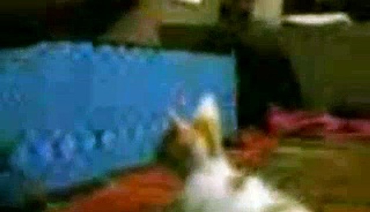 My cat playing