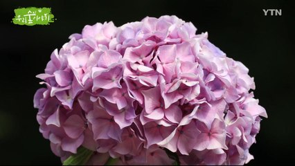[삼삼오오 우리 숲 이야기] 나비, 수국 / YTN