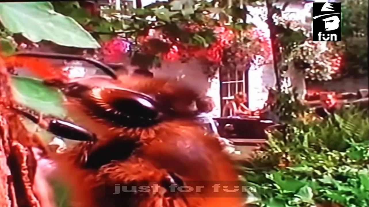 Animals getting drunk and high