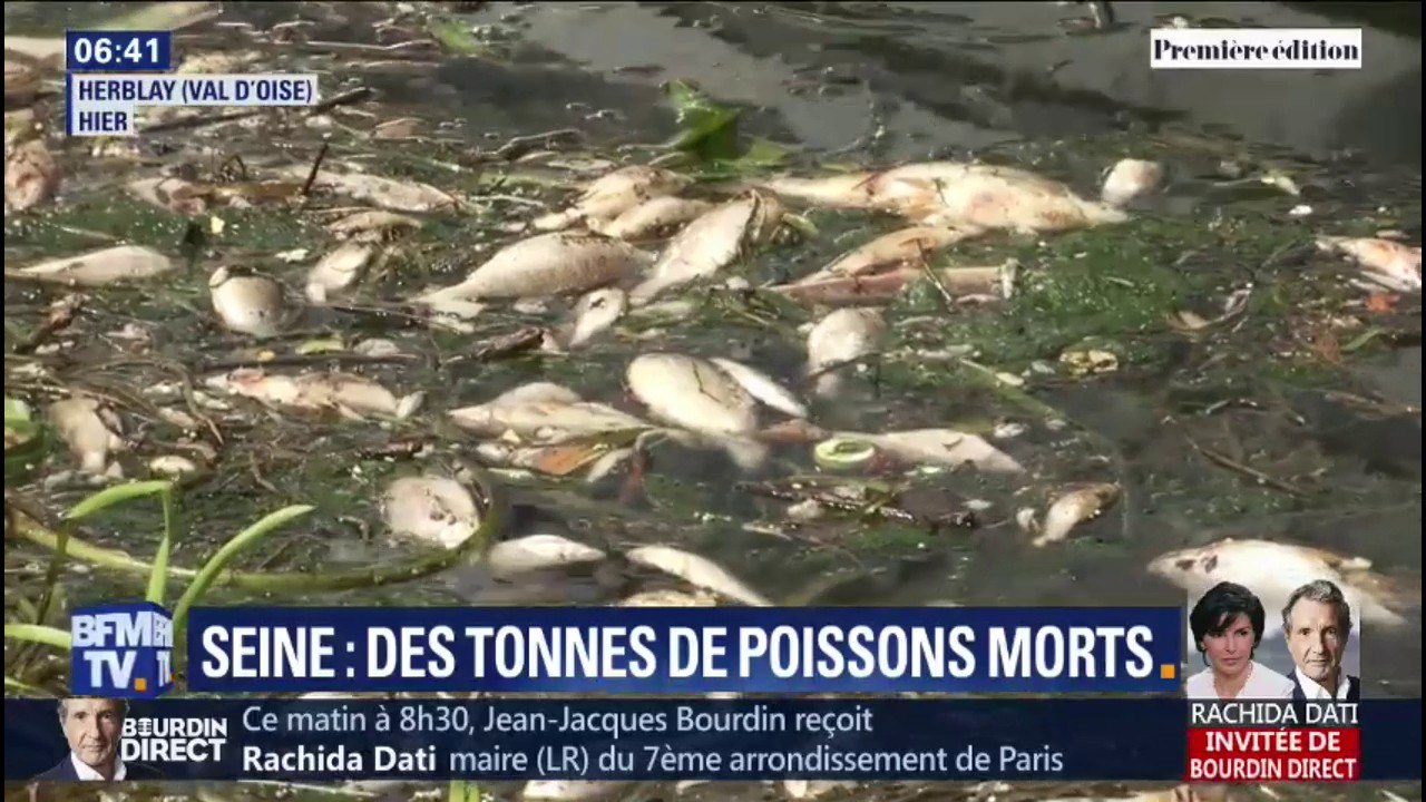 Plus de 3 tonnes de poissons morts dans la Seine après l’incendie d’une station d’épuration