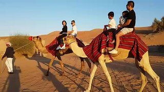 Your Ideal Guide to Camel Rides In Dubai  Dubai Private Adventure