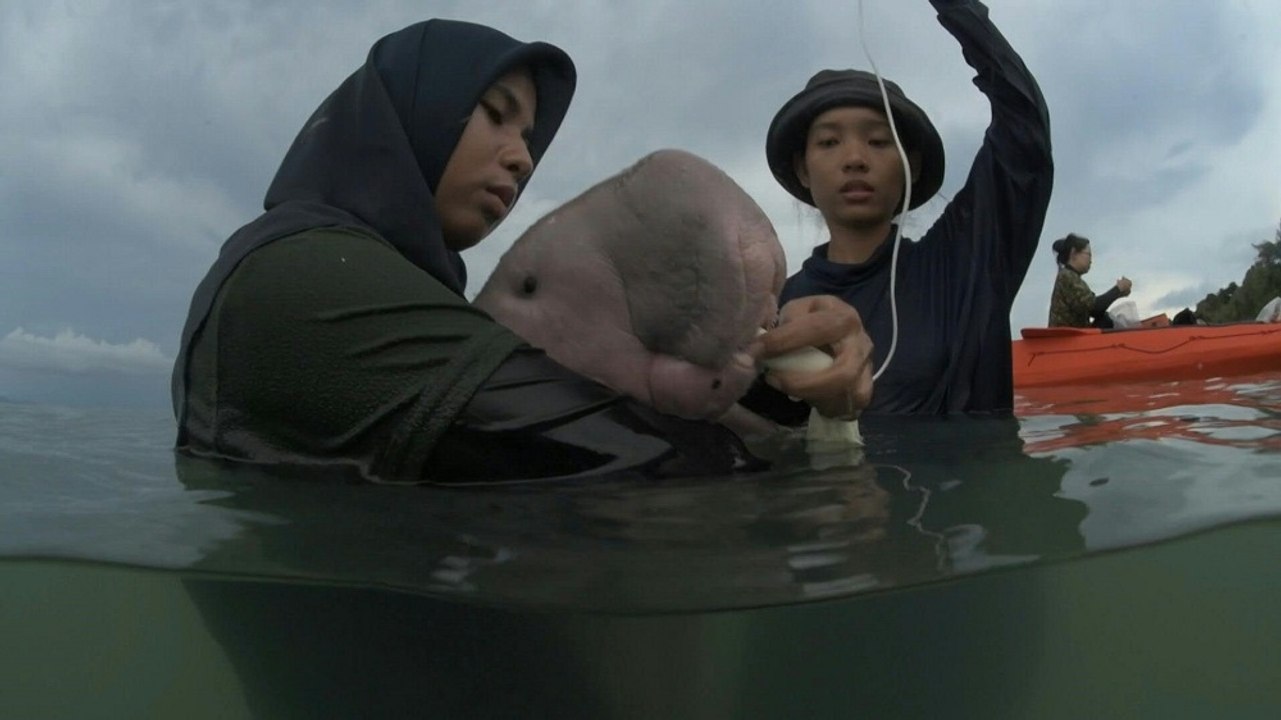 Thailand goes gaga for baby dugong Mariam