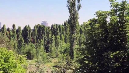 ODTÜ'de ağaç katliamı başladı