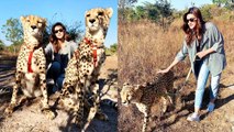 Kriti Sanon ENJOYS With Leopard and Friends In Zambia Full Trip