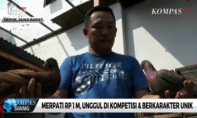 Merpati Rp 1 M, Unggul di Kompetisi dan Berkarakter Unik
