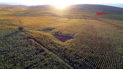 SAMSUN Ayçiçeği tarlalarında görsel şölen
