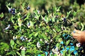 Mavi yemiş yetiştiren emekli doktor, siparişlere yetişemiyor