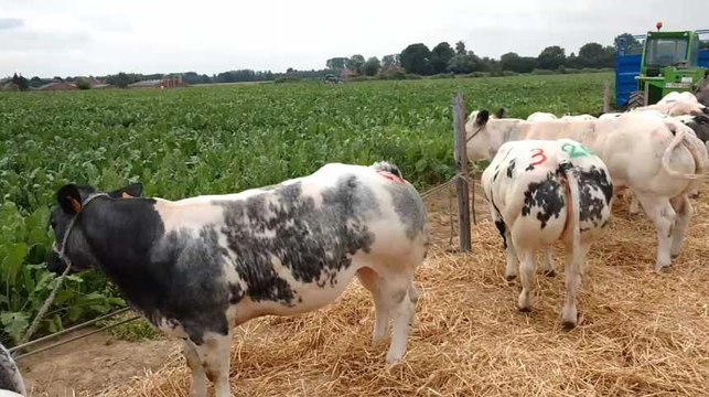 Concours de Bleu Blanc Belge à Ostiches