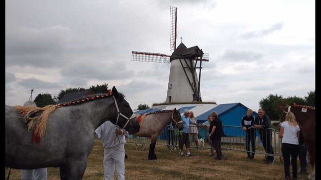 Un concours de chevaux de trait à la fête du moulin d'Ostiches