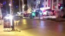 Esenyurt'ta kırmızı ışıkta bekleyen köpek şaşırttı