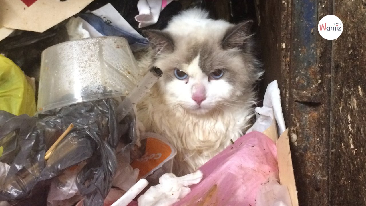 Le vétérinaire fait passer des radios à un chat : quand il voit les clichés il sait que la police doit s’en mêler
