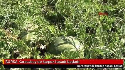 BURSA Karacabey'de karpuz hasadı başladı