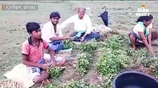 विदेशों तक पहुंच रही हजारीबाग की धनिया