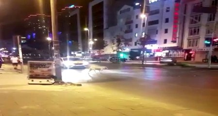 Kırmızı ışıkta bekleyen köpek gülümsetti