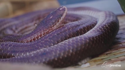 Primitive Technology - Snake stew with papaya - Rắn hầm đu đủ - Que Primitive