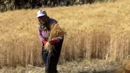 Karapınar'da orakla ekin biçiliyor