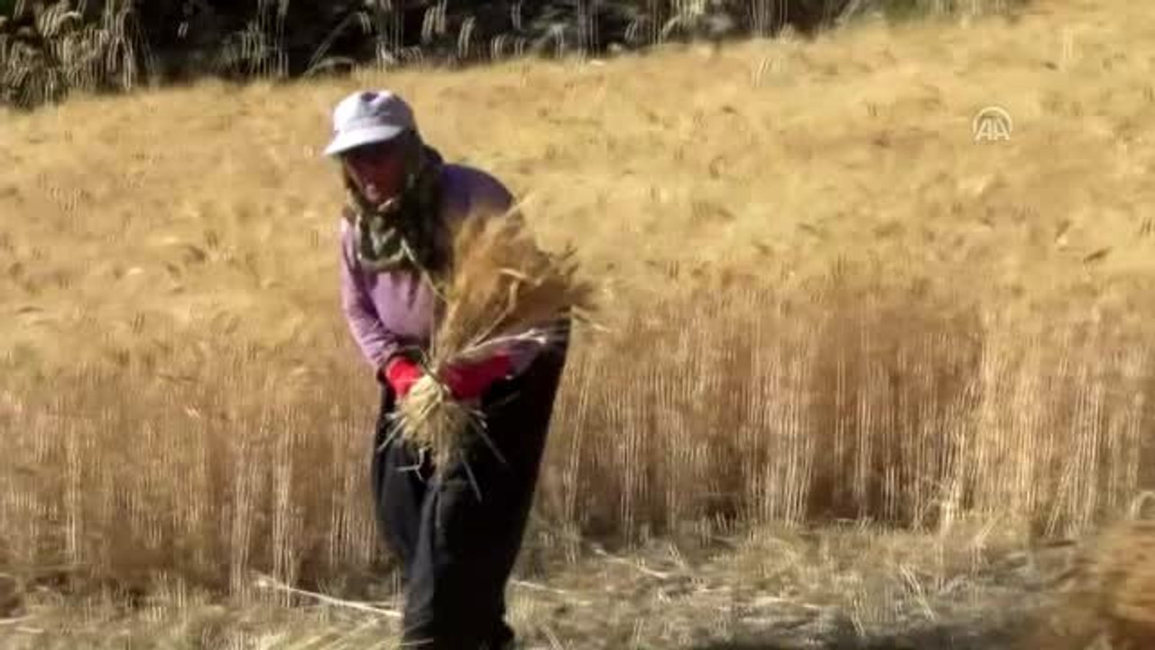 Karapınar'da orakla ekin biçiliyor