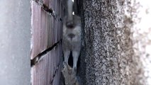Mahsur kalan köpeği kurtarmak için duvarı yıktılar