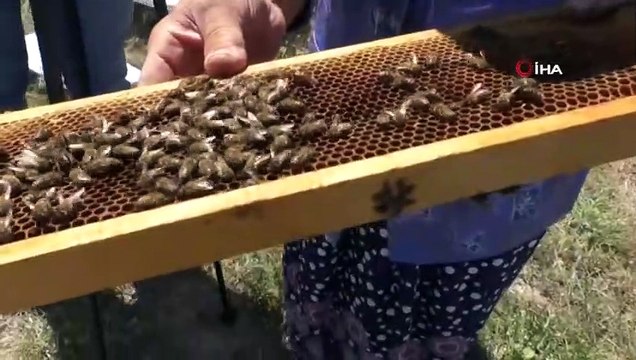 Gezgin Arıcılık Yapan Kadın Aracılık İşlerini Maske Kullanmadan Gerçekleştiriyor