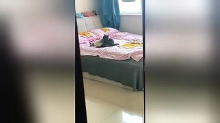 Chinese woman catches her cats hugging on her bed