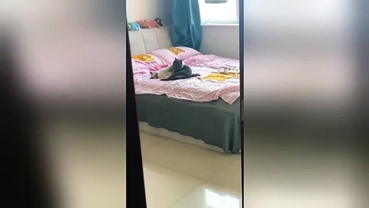 Chinese woman catches her cats hugging on her bed