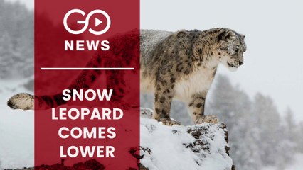 Rare Sightings Of Snow Leopards