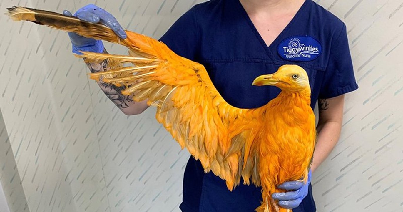 Un vétérinaire pensait soigner un oiseau exotique, mais il s'agissait d'un goéland recouvert de curry
