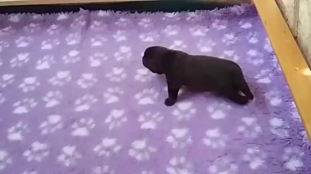 82685218-1199-4e35-8db9-dfcde56e9fd3