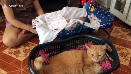 Jealous cat loves to be rocked in 'cradle' like a baby