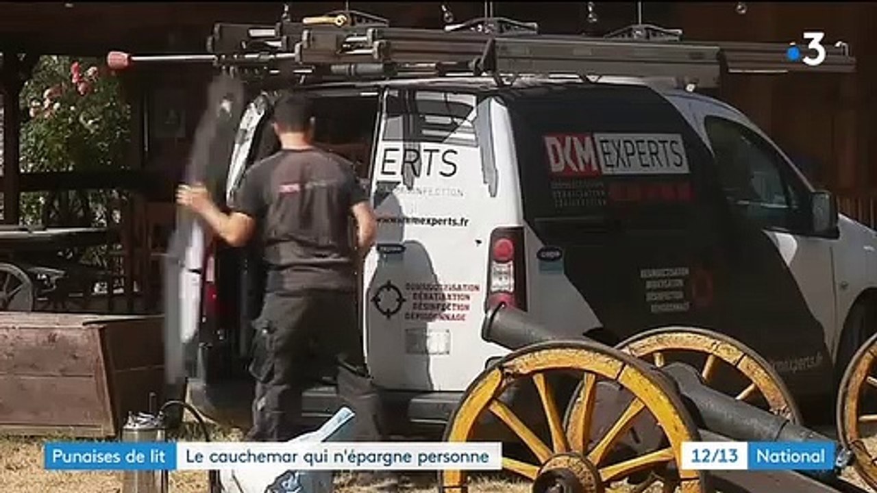 Comment les punaises de lit apparaissent-elle, à quoi ressemblent leurs piqûres et comment s'en débarrasser ? Voici les réponses