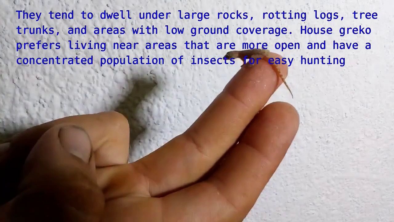 Little Lizard very small House Gecko