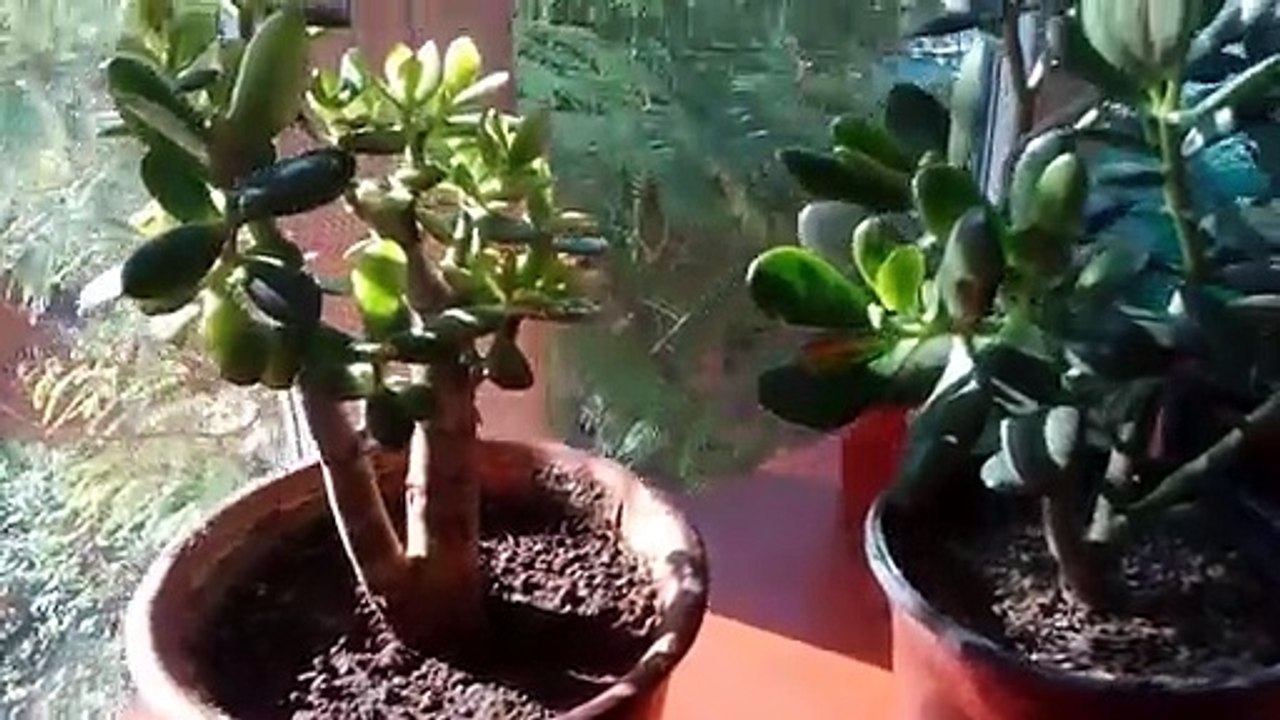 Money Plant in your home attracts Money. Amazing