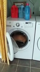 Un chat fait de la roue dans une machine à laver