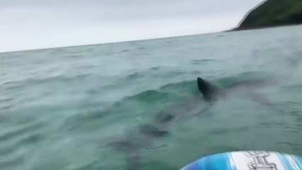 휴가 즐기고 있었는데...제주 해안가에 상어 출현 / YTN