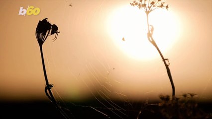 Studies Find Eclipses Can Cause Interesting Behavior in Earth’s Creatures