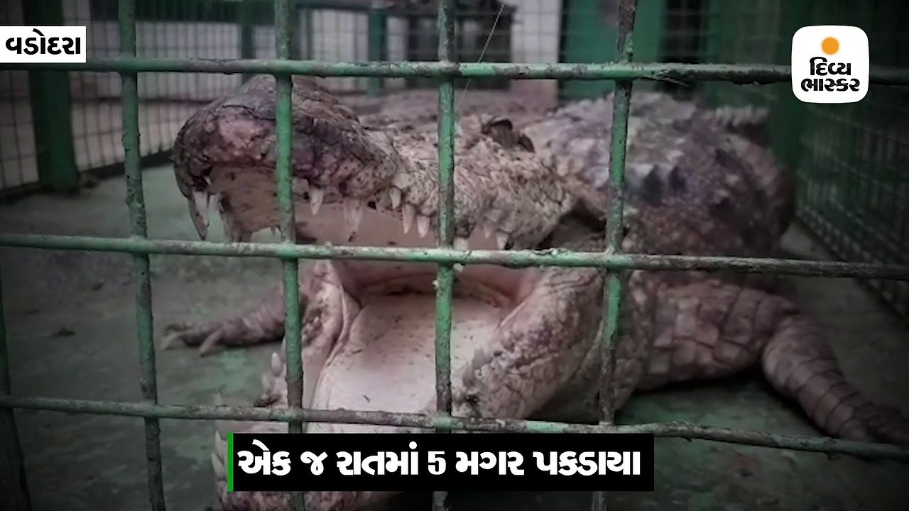 વડોદરામાં એક જ રાતમાં 5 મગર પકડાયા, ચોમાસામાં મ...