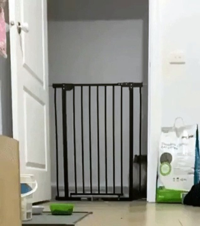 Le bond étrange mais parfait de chat va vous faire hurler de rire