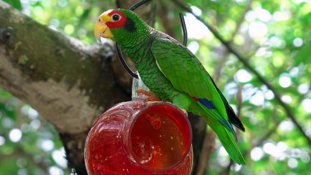 4K Natural Jungle Animals Video   Super Quality 4k Animals Video   Site Of Paradise[1]