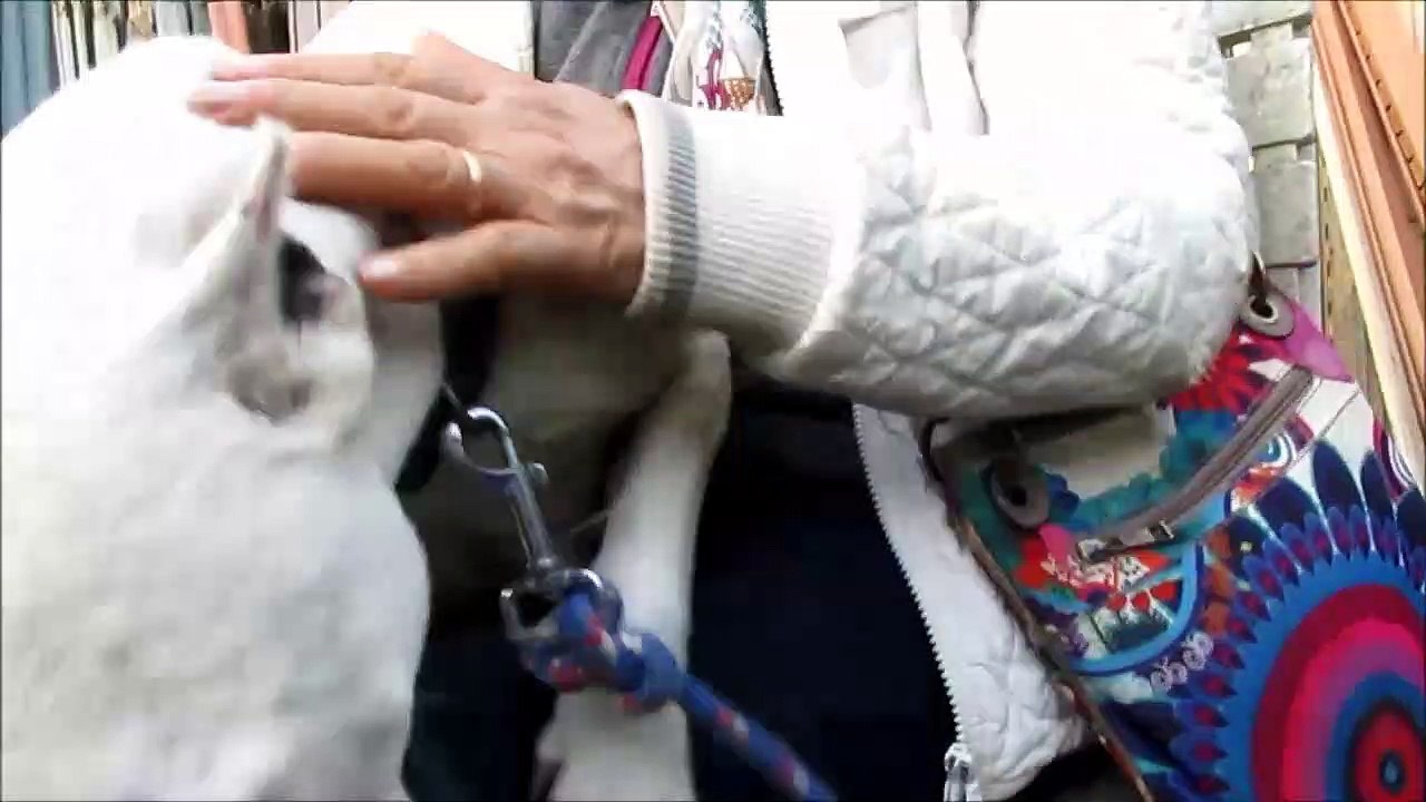 Maya