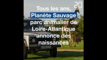 Loire-Atlantique: Voici les dernières naissances à Planète Sauvage