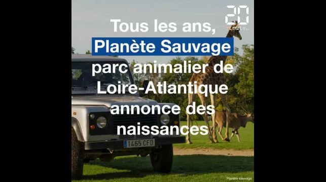 Loire-Atlantique: Voici les dernières naissances à Planète Sauvage