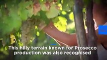 Italy's Prosecco hills receive UN world heritage status
